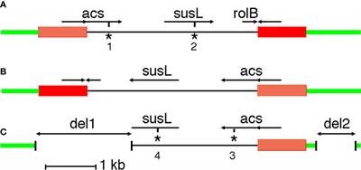 Conservation of an Agrobacterium cT-DNA insert in Camellia section Thea reveals the ancient origin of tea plants from a genetically modified ancestor